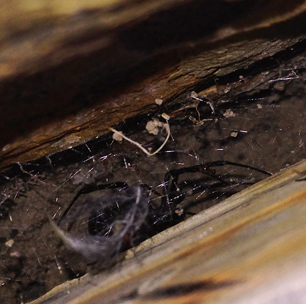 Three Dudes Who Made it to the Moon